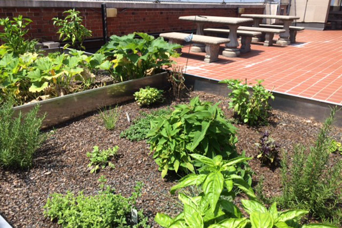 On the green roof at Emory University Hospital Midtown, various produce are thriving.