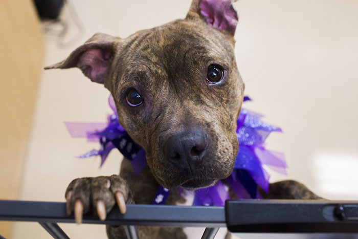 A dog wearing a purple collar stands on its hind legs