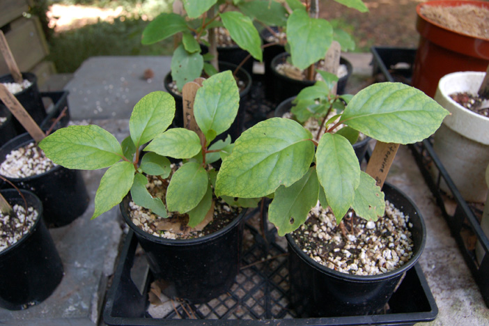 Healthy starvine starts that were propagated by patients in the horticultural therapy program at Wesley Woods Hospital. Photo by Kimber Williams.
