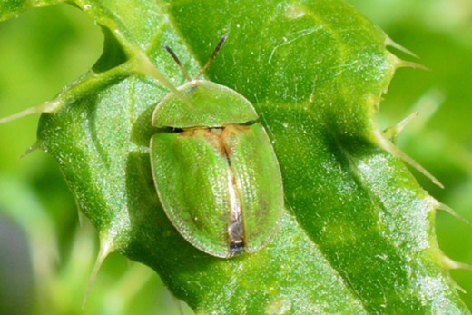 Story image