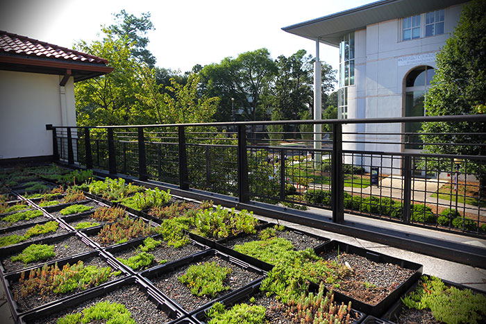 On the green roof at the dormitories known as the Complex, various produce are thriving.