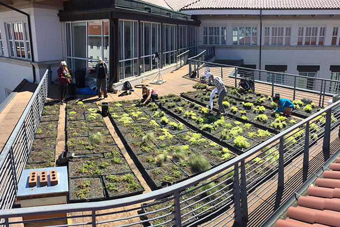 Several students work on the green roof on top of the Math and Science Center.