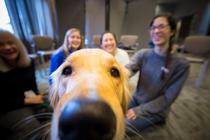 A golden retriever therapy dog gets close to the camera.
