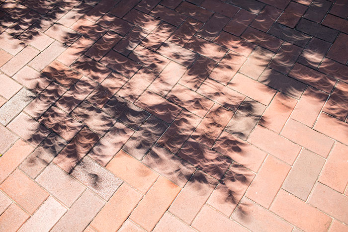 Crescent shapes appear in the shadow of a tree.