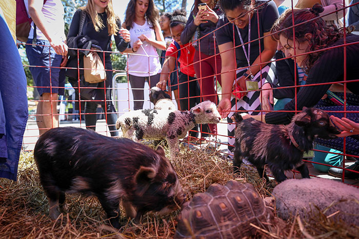 Small pigs, sheep, goats, and turtles are part of Wednesday's petting zoo