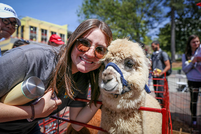 An Emory student donning sunglasses takes a photo with a llama at the petting zoo