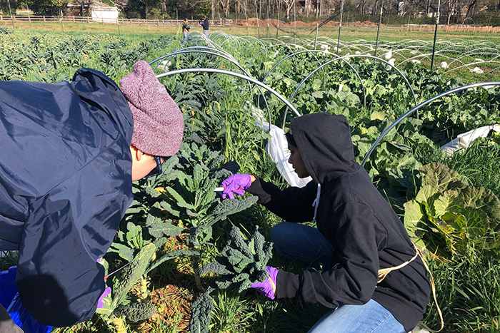 Students work in a garden for Oxford College's MLK Day of Service