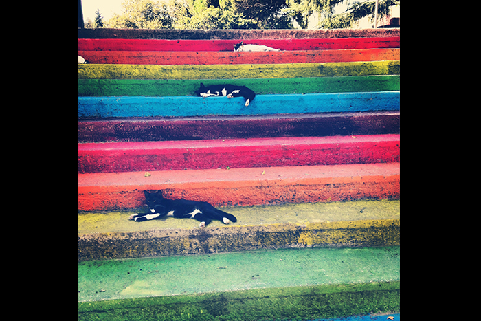 Third place: "Cats on cats on cats...on protest steps," Istanbul, Turkey. Photo by Kathryn Laura Cyr.