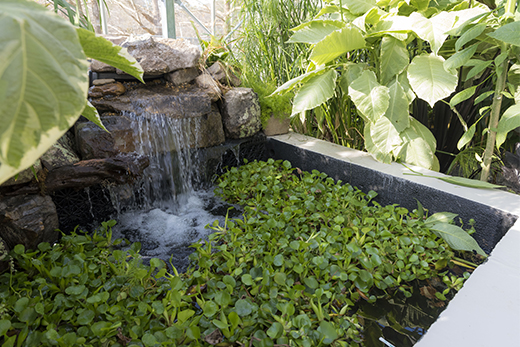 Emory¿s WaterHub uses natural processes to reclaim wastewater.