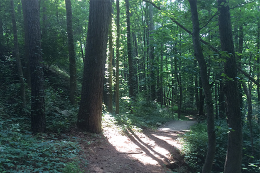 Hahn Woods trail 