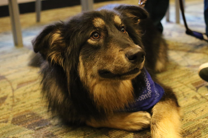 The fourth annual Woodruff Library Pet Therapy Study Break drew more than 200 students. Photos by Wade Moricle / LITS.
