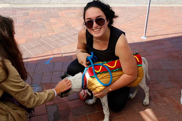 Puppies in halloween costumes with students at "Puppy Petting Boo"