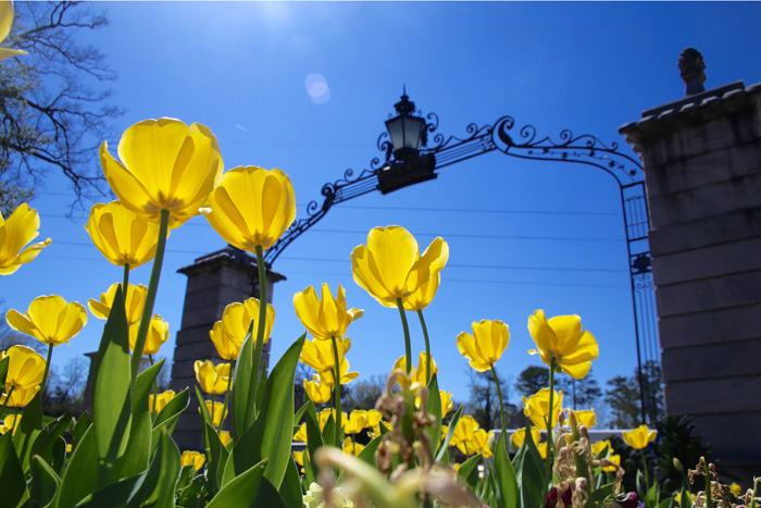 Emory's front gate is surrounded by spring flowers.