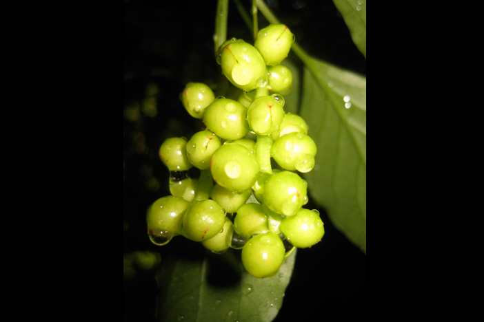 A rare sight: Starvine berries are unusual to spot in the urban woodlands. Photo by Kyra C. Wu.