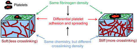 Image shows platelets spreading out on gel material. Researchers at Emory and Georgia Tech have devised a way to separate the physical stiffness of the material where platelets spread out from their biochemical properties. 