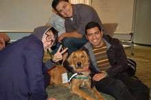 Therapy dogs at Emory