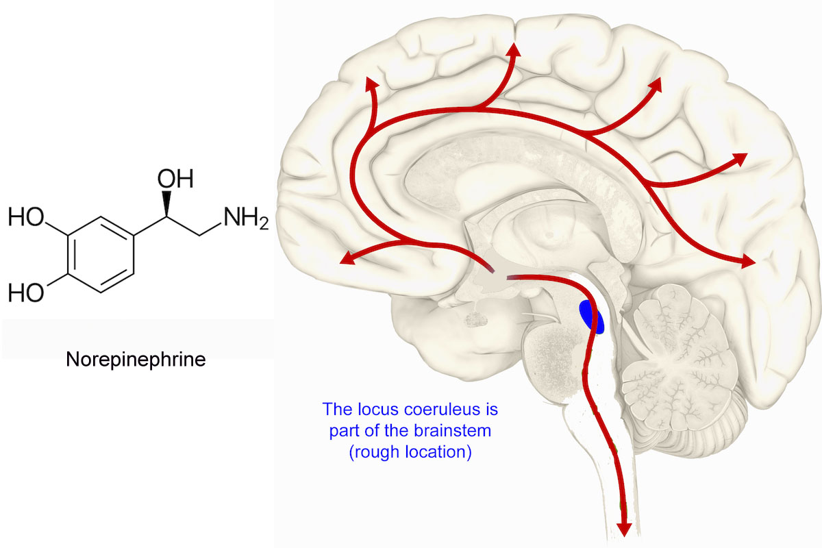 Norepinephrine is a neurotransmitter produced mainly in the locus coeruleus, part of the brainstem.