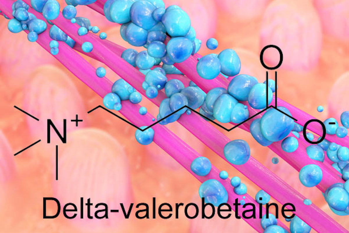 Gut bacteria produce delta-valerobetaine, which suppresses the liver’s capacity to oxidize fatty acids