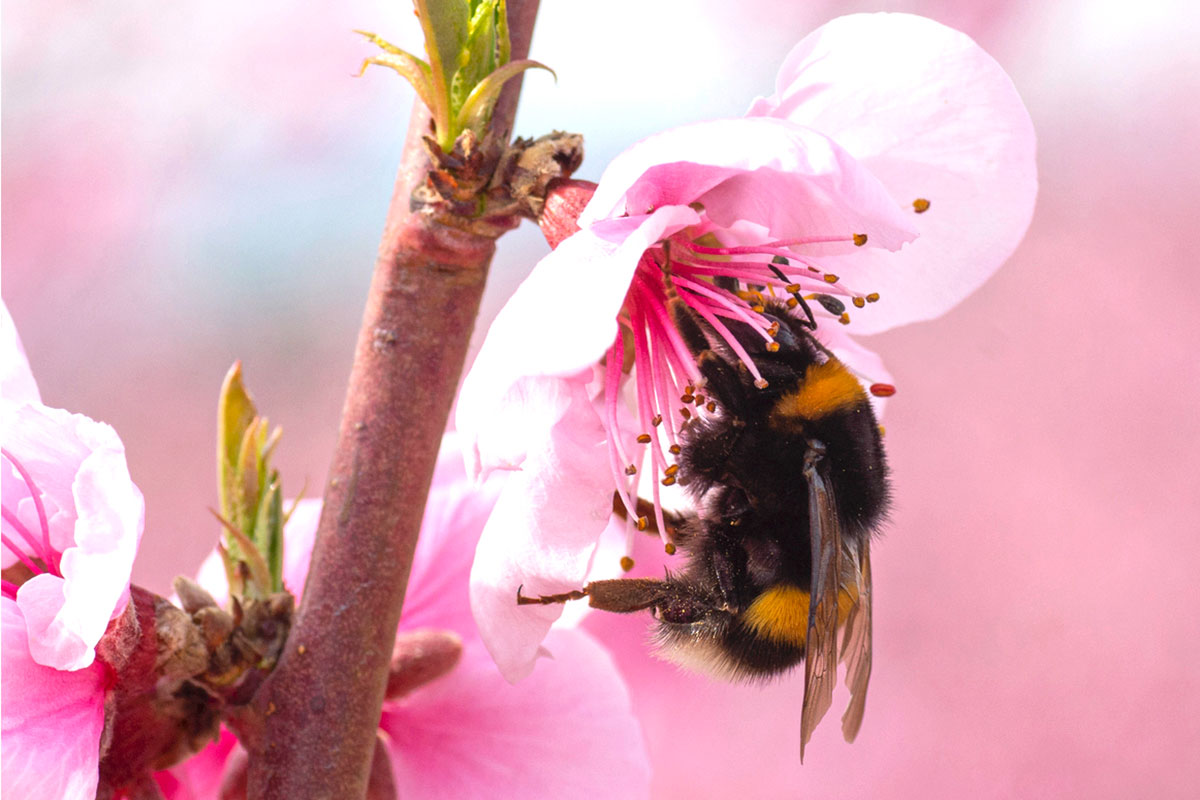 A wild bumblebee visits a blossom. 