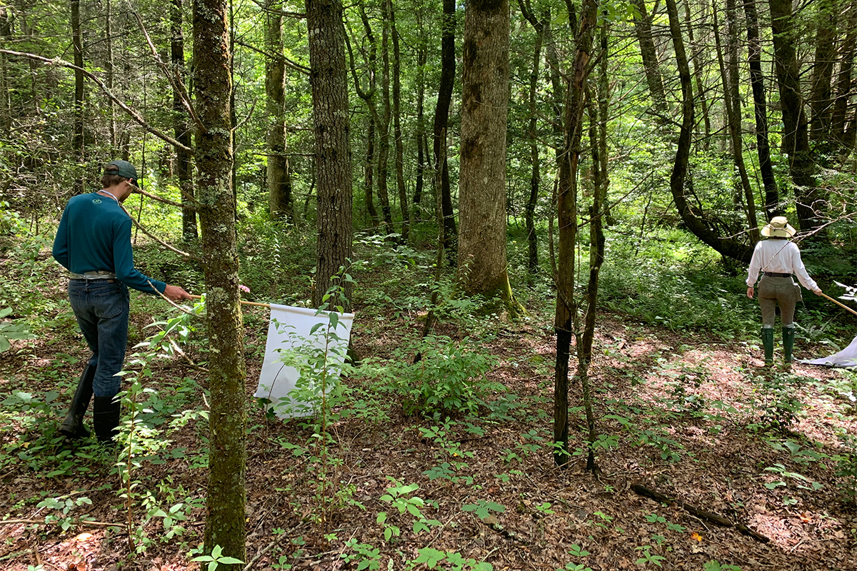 scientists collecting ticks in the research field