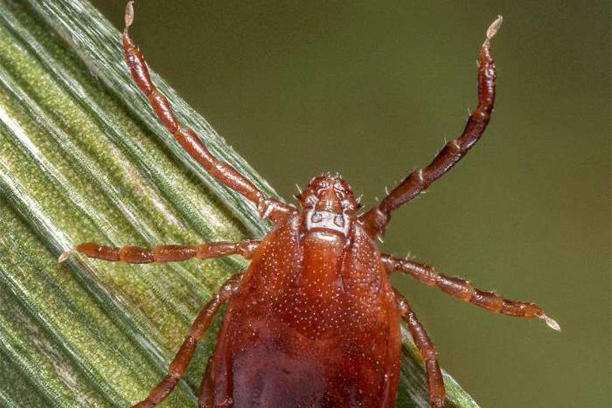 vial of ticks collected during research