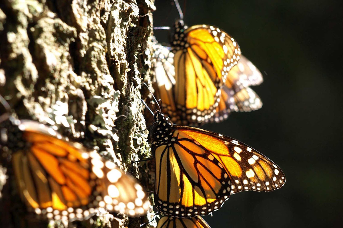 monarch butterflies gathered on tree