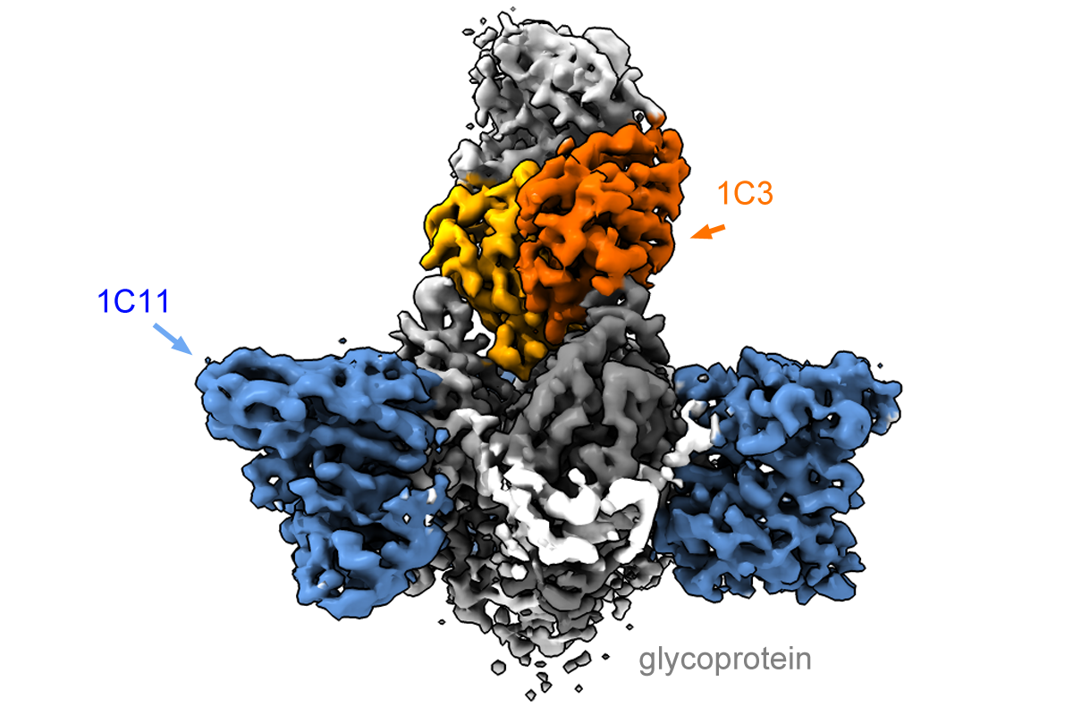 Cryo-EM shows how two antibodies bind the Ebola glycoprotein