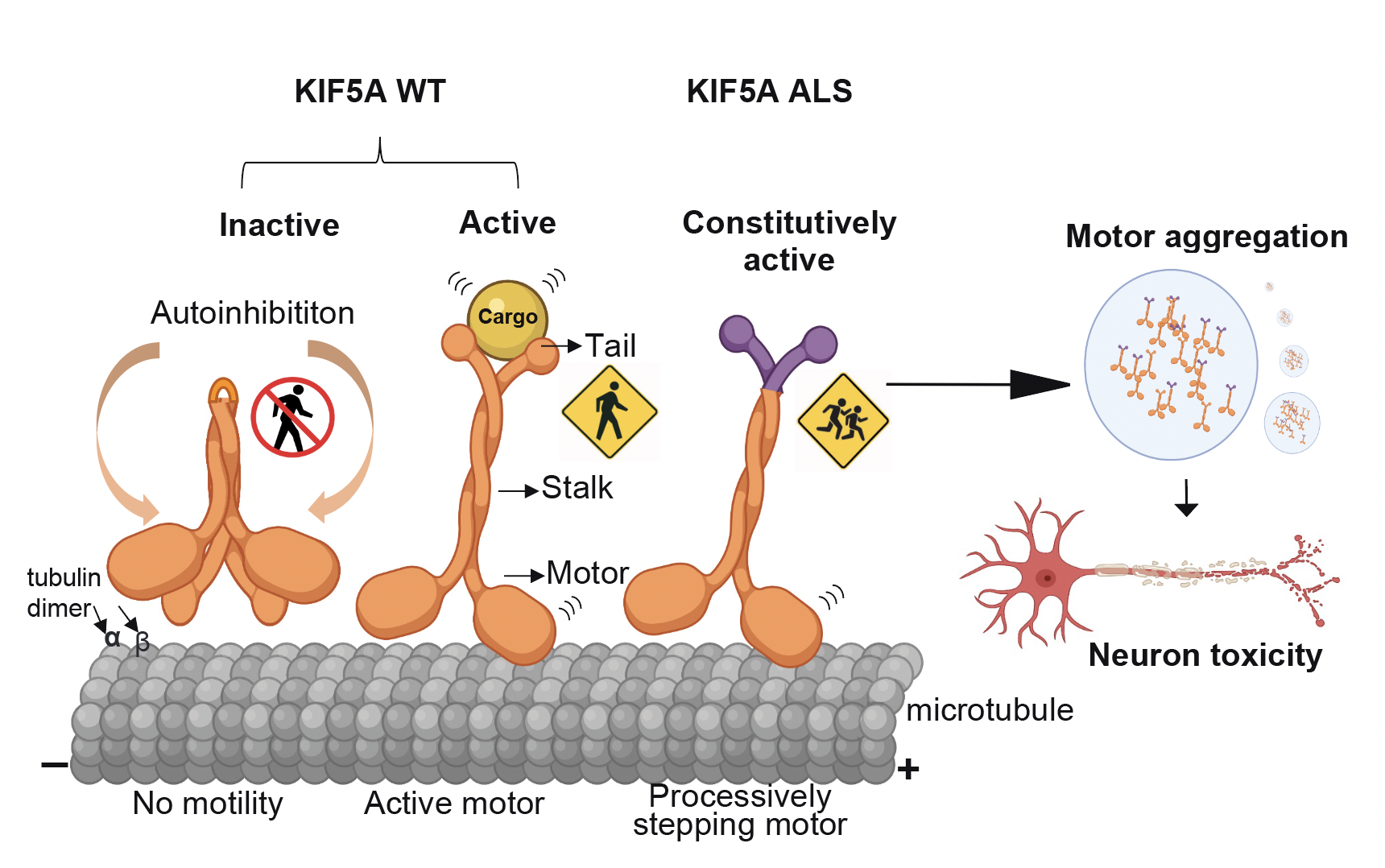 Figure illustrating KIF5A motor protein